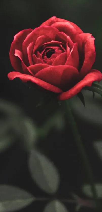 Red rose with green leaves on dark background wallpaper.