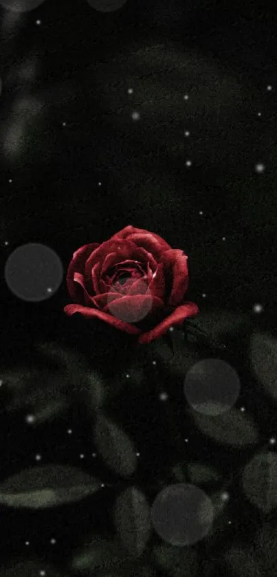 Vibrant red rose on a dark, moody background wallpaper.