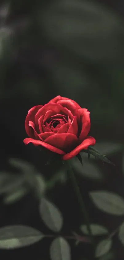 Red rose blooming on a dark background, perfect for phone wallpaper.