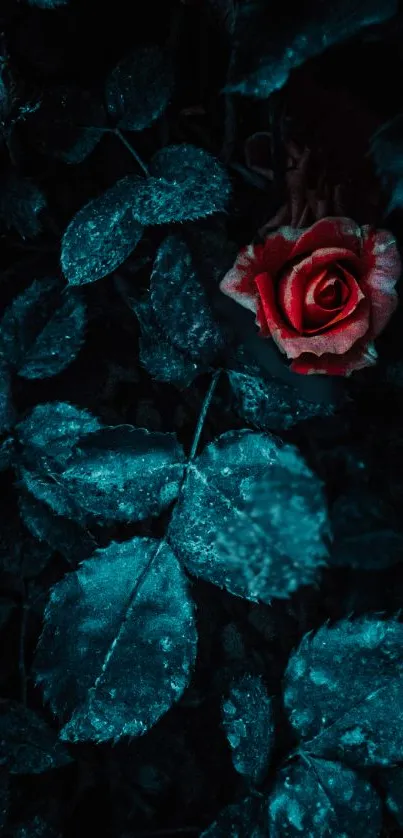 Red rose among dark, moody leaves, perfect for mobile wallpaper.