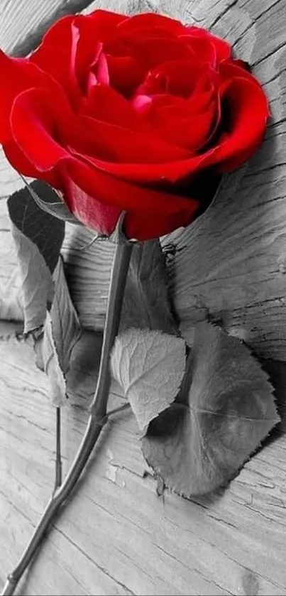 Vibrant red rose on rustic wooden background wallpaper.