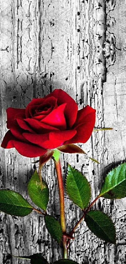 Elegant red rose against textured wood background, ideal for mobile wallpaper.