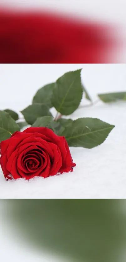 Red rose lying on white snow, creating contrast.