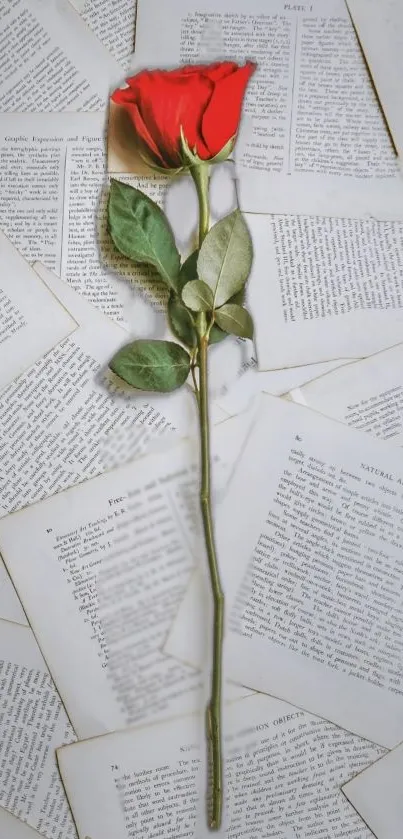 Red rose placed on a backdrop of vintage book pages.