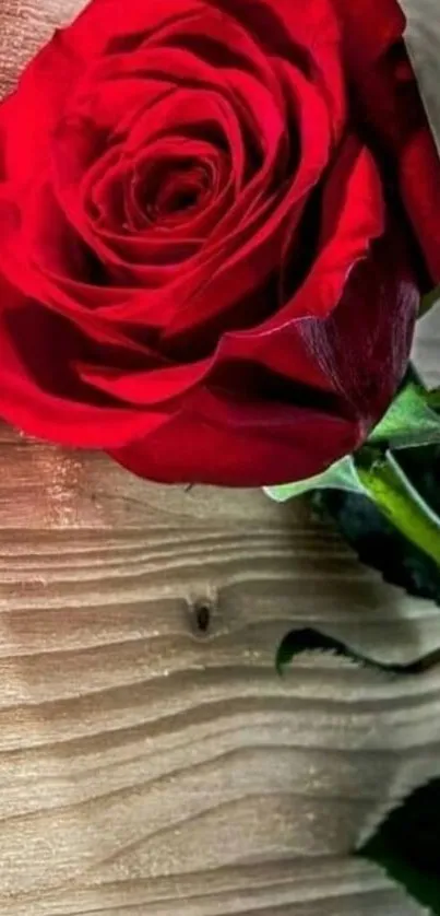 A vibrant red rose on a textured wooden background, enhancing natural beauty.