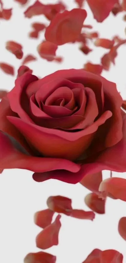 Red rose with falling petals on white background.