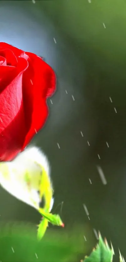 Red rose with raindrops on green background.