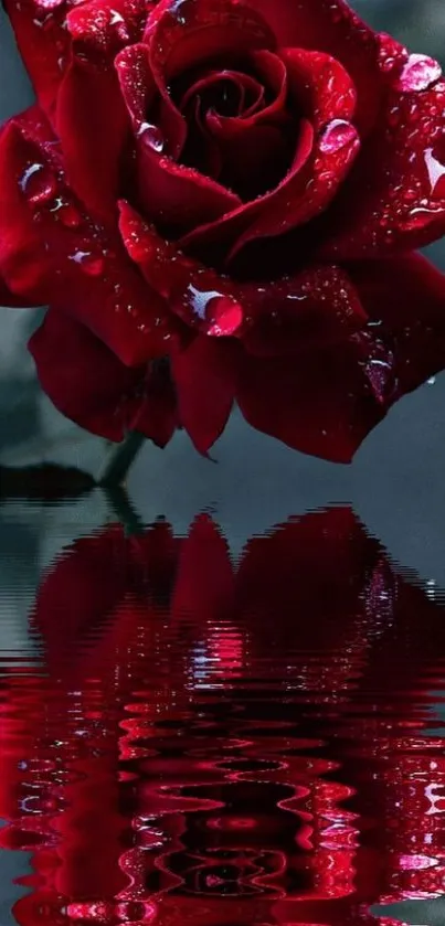 Beautiful red rose with water reflection.