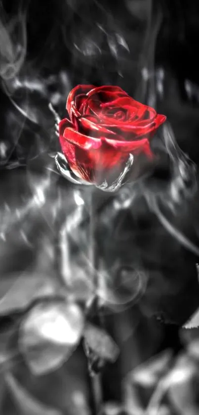 Elegant red rose with smoky effect on a dark background.