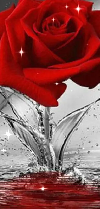 Stunning red rose in water splash with monochrome background