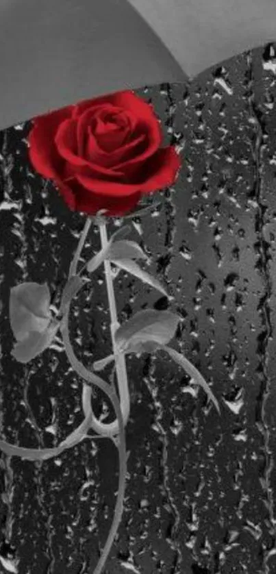 Red rose under a grey umbrella against a rainy, dark background.