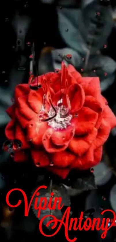 Stunning red rose with water droplets on a dark leafy background.