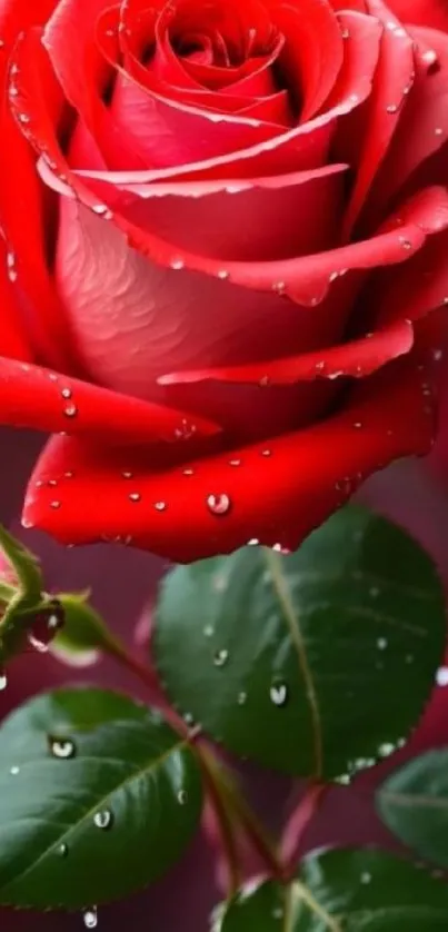 Red rose with water droplets on petals.