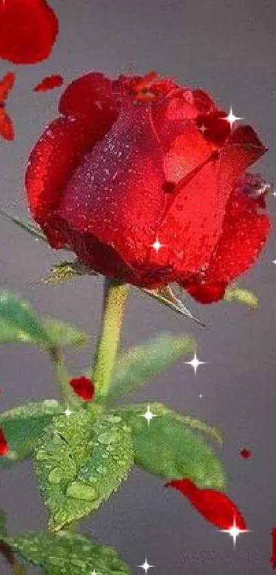 Vibrant red rose with dewdrops and butterflies on a gray background.