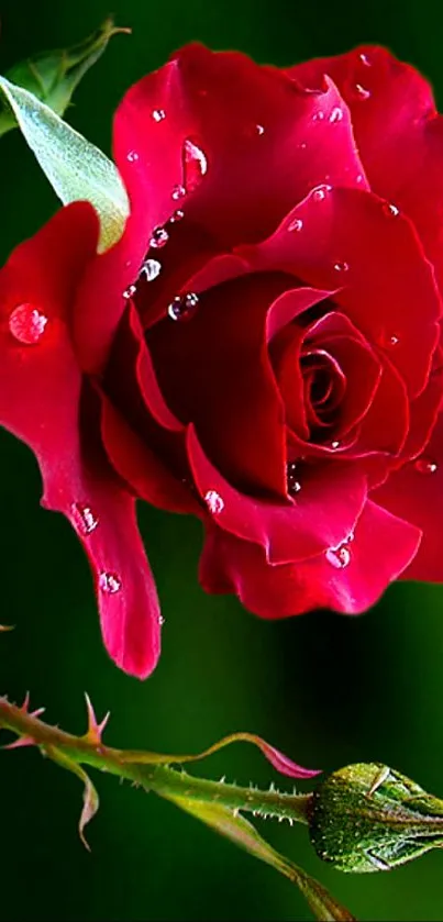 Red rose with dew drops on petals and a green background.