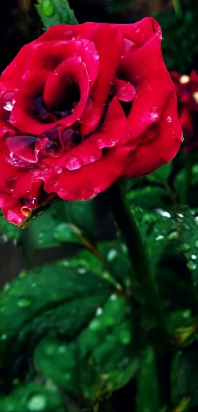 Red rose with dewdrops on green leaves.