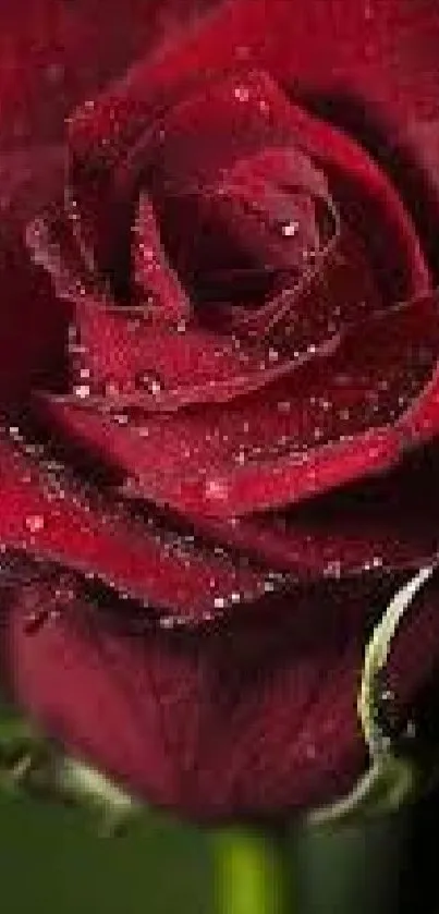 Red rose with dew drops on dark background.