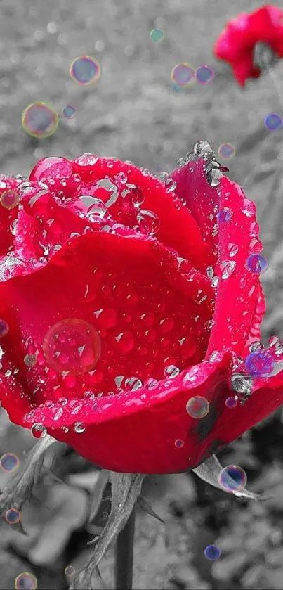 Red rose with dew drops on grayscale background, mobile wallpaper.