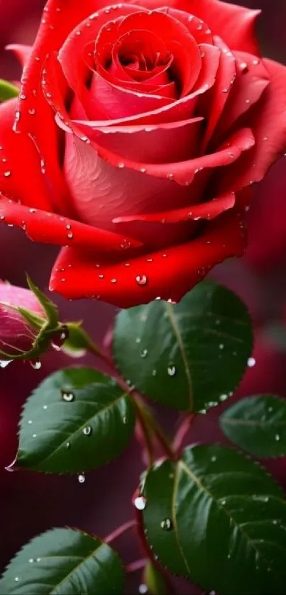 Red rose with dew drops on green leaves wallpaper.