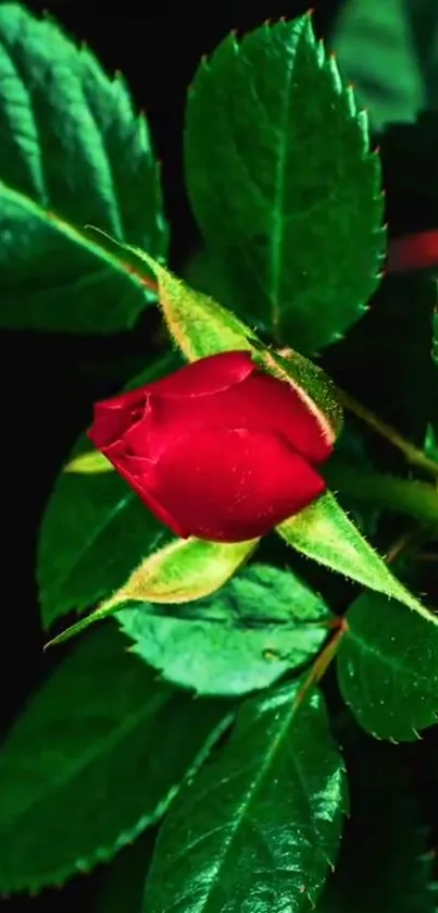 Close-up of a red rose with green leaves in vivid detail.