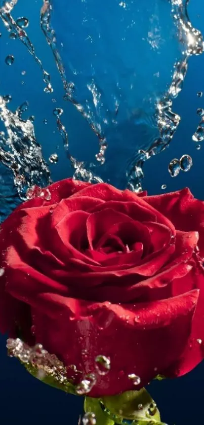 Vibrant red rose with water splashes on a blue background.