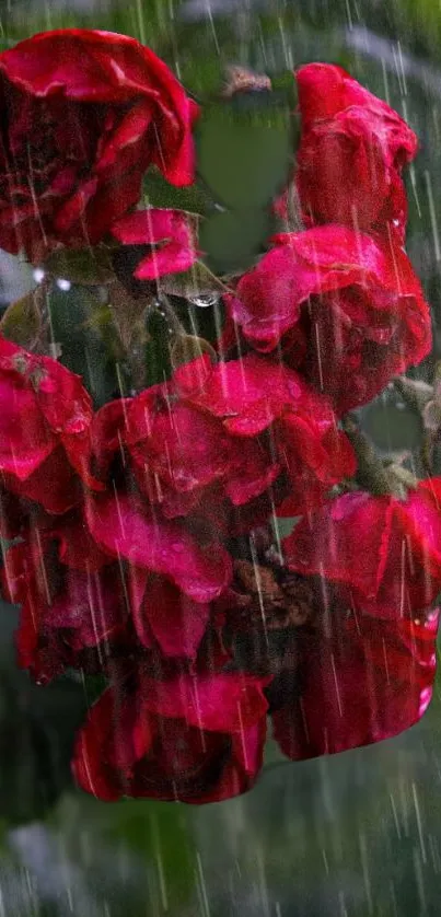 Vibrant red roses in refreshing rain.