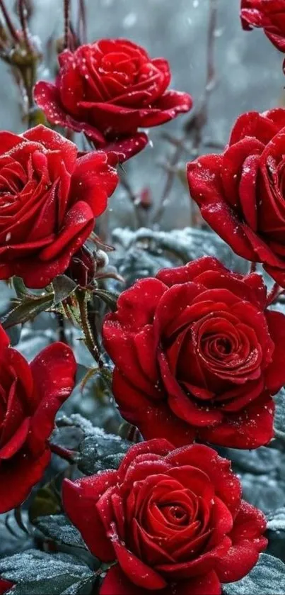 Vibrant red roses with a touch of winter's frost.