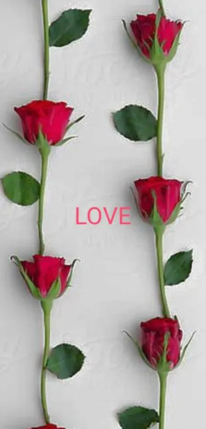 Vertical rows of red roses on a white background symbolize love and beauty.