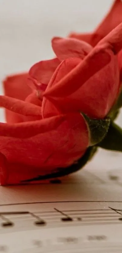 Red roses lying on musical notes background.