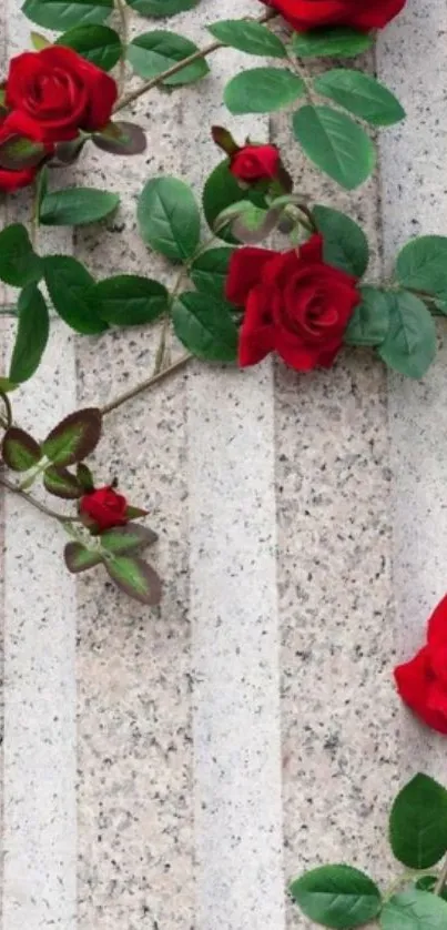 Vibrant red roses on a textured stone wall.