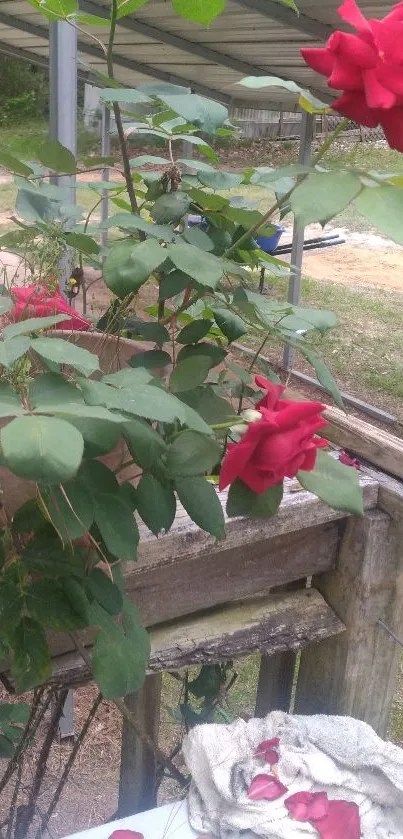 Red rose plant outdoors with green leaves.