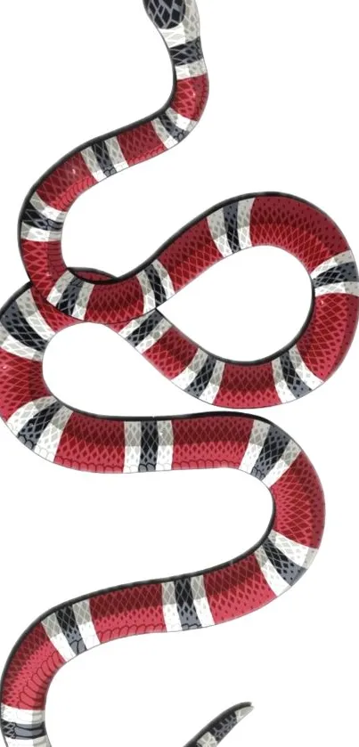 Red striped snake on a crisp white background, perfect for mobile wallpaper.