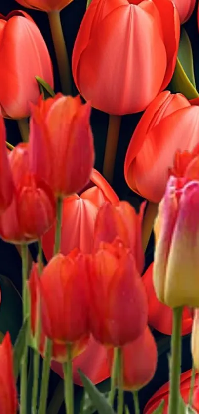 Vibrant wallpaper with red tulips on a dark background.