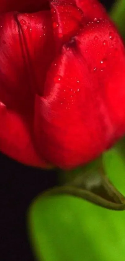 Close-up of a red tulip with dewdrops against a dark background.