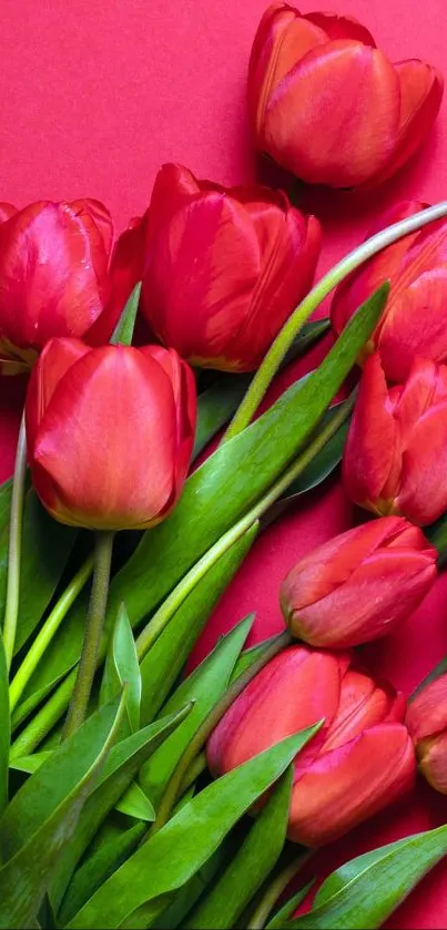 Red tulips on a bold red background, vibrant floral design.