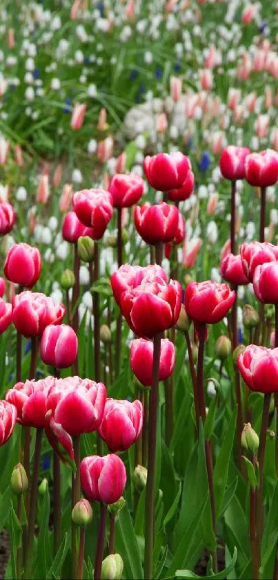 Vibrant red tulips bloom in a lush garden setting.