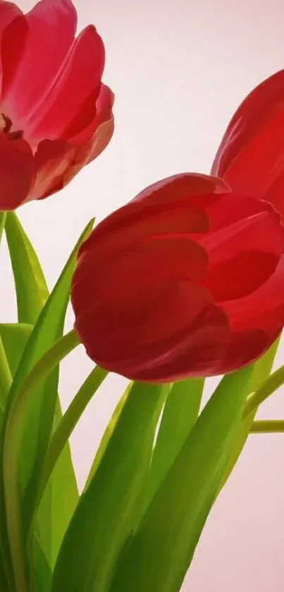 Red tulips with green leaves on a pastel pink background wallpaper.