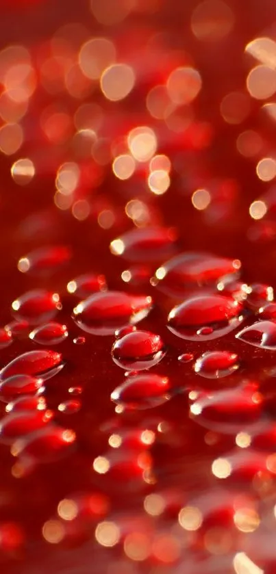 Red water droplets on a smooth surface creating an abstract vibrant effect.