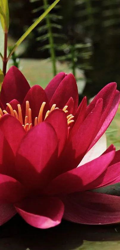 Close-up of a vibrant red water lily in bloom on the water's surface.