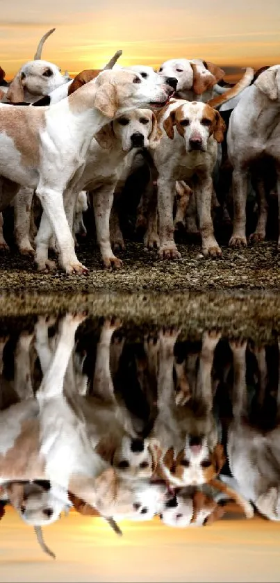 Hunting dogs reflected in a serene sunset scene.