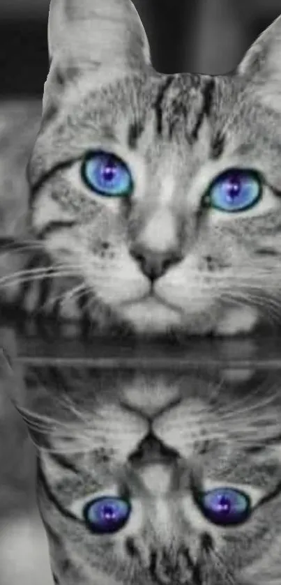 Reflective cat with striking blue eyes in grayscale.