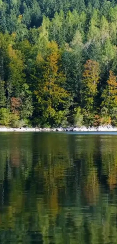 Tranquil forest reflection on a serene lake wallpaper.