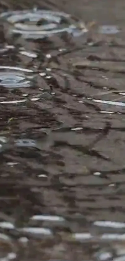 Reflective water surface with rippling raindrops creating a serene ambiance.