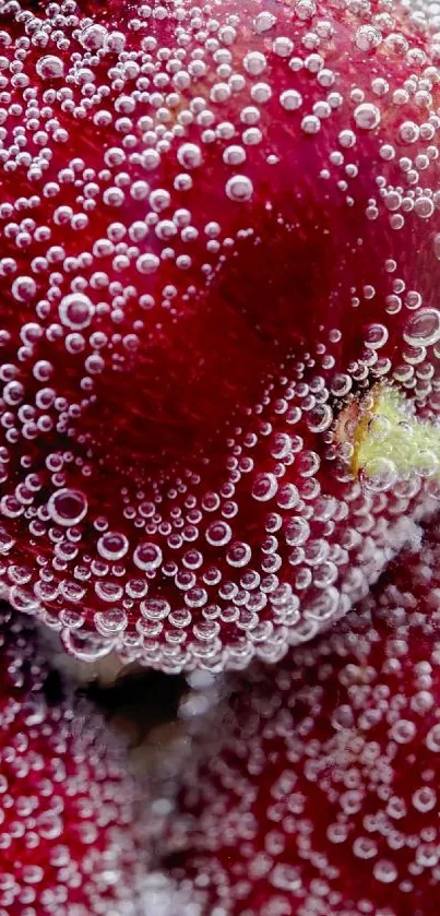 Close-up of glistening cherries with fresh bubbles, a lively mobile wallpaper.