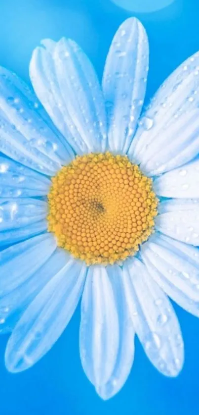 Daisy flower with raindrops on a vibrant blue background