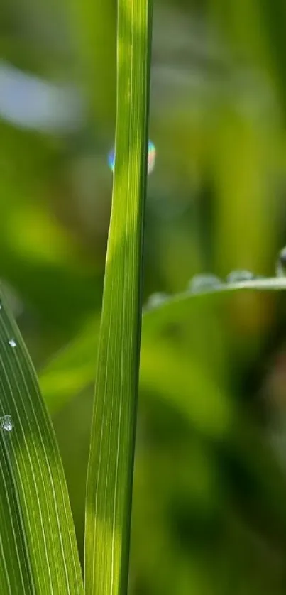 Close-up of green leaves with droplets of dew in a serene nature wallpaper.