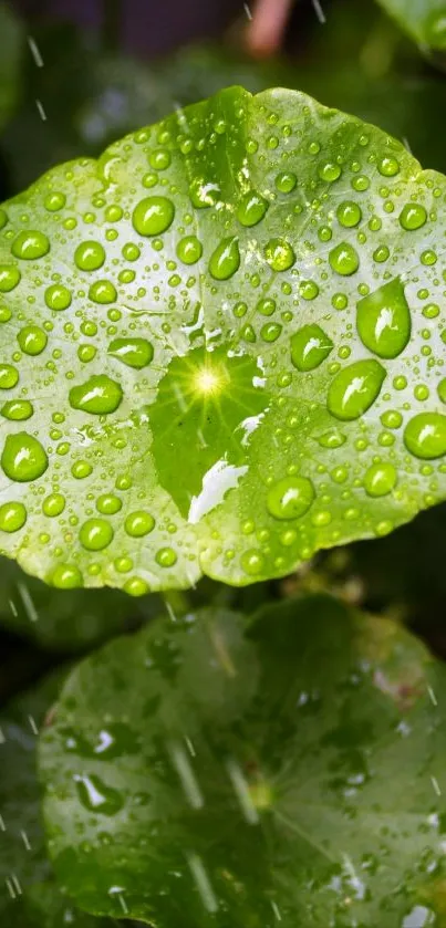 Green leaf with dew drops mobile wallpaper.