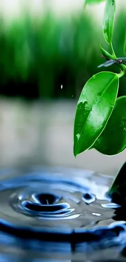 Vibrant green leaves above a rippling water surface.