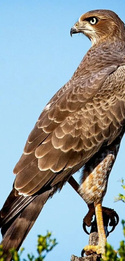 Majestic bird perched under a clear blue sky with greenery.