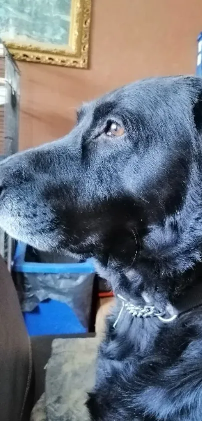 Profile view of a black dog with shiny fur indoors.